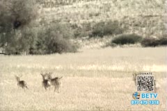 TV Content Image